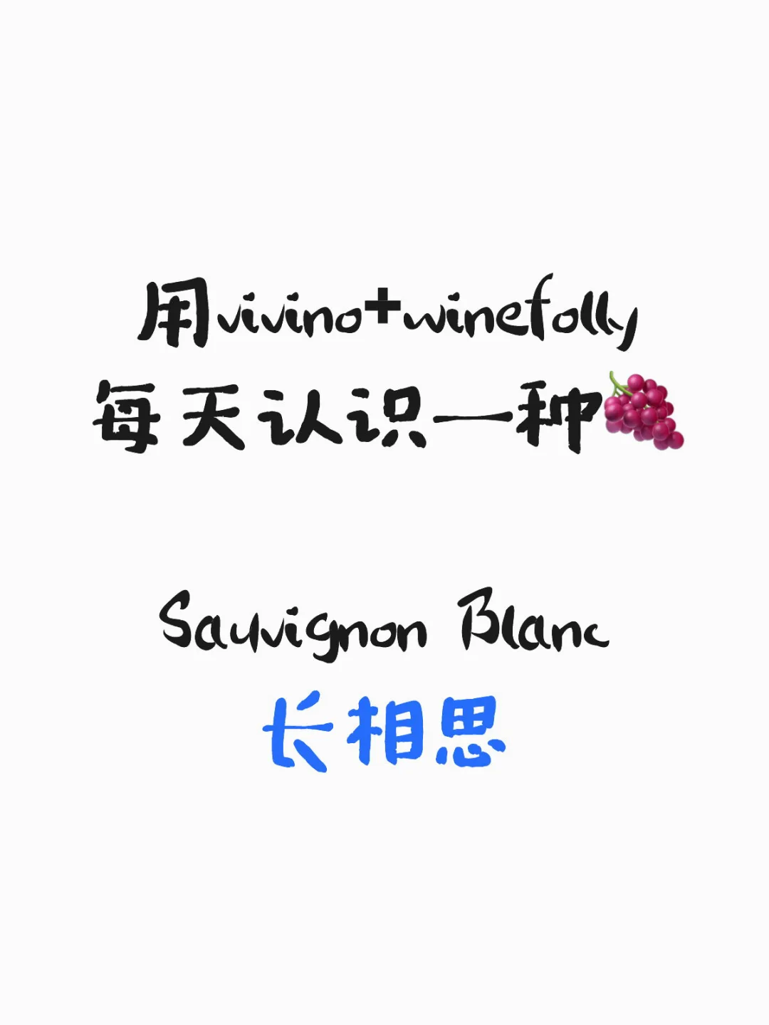 每天捡一粒葡萄🍇90｜Sauvignon Blanc