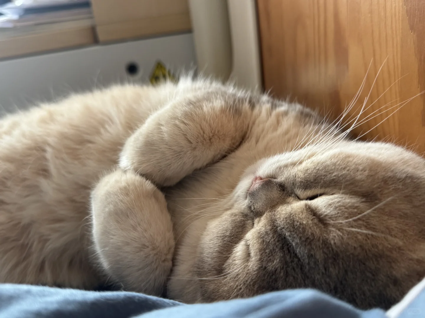 睡觉都在比心的小猫咪谁不爱