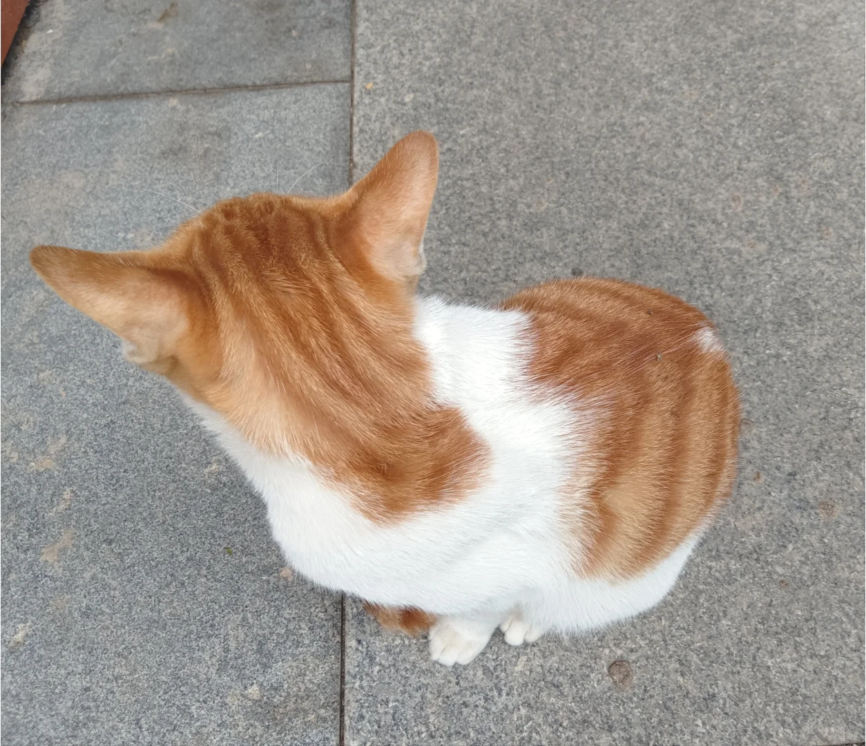 妖娆橘妈，端庄橘爸