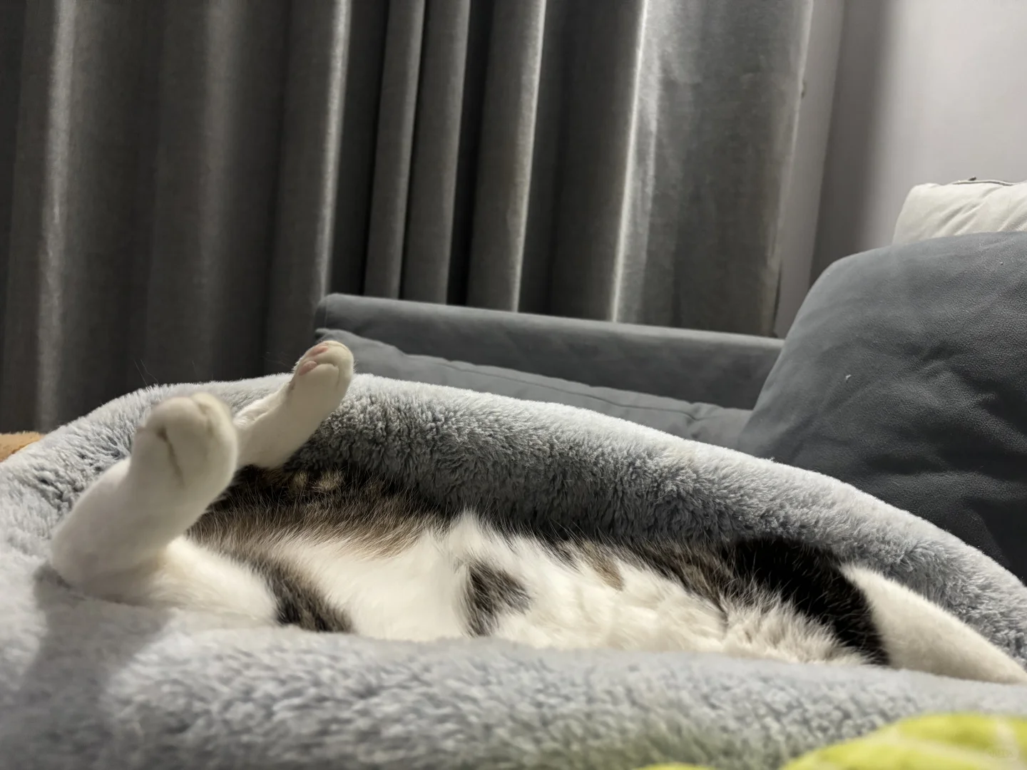 来来来 冬季睡姿大赏