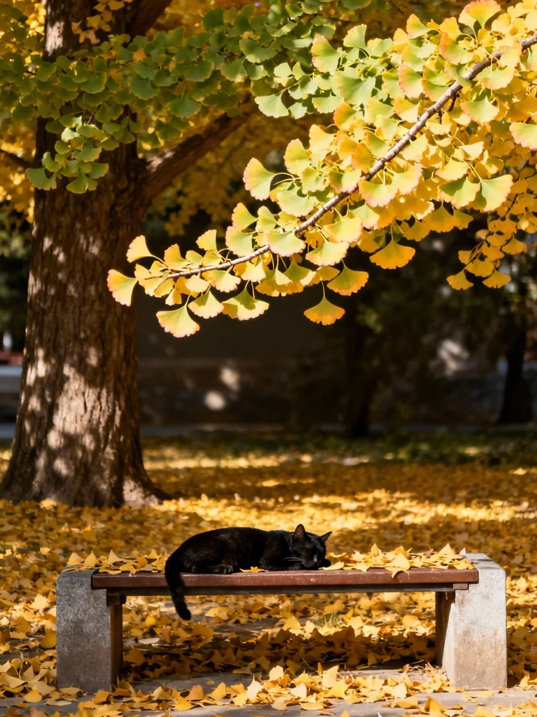 适合11月7日发的立冬文案🍂