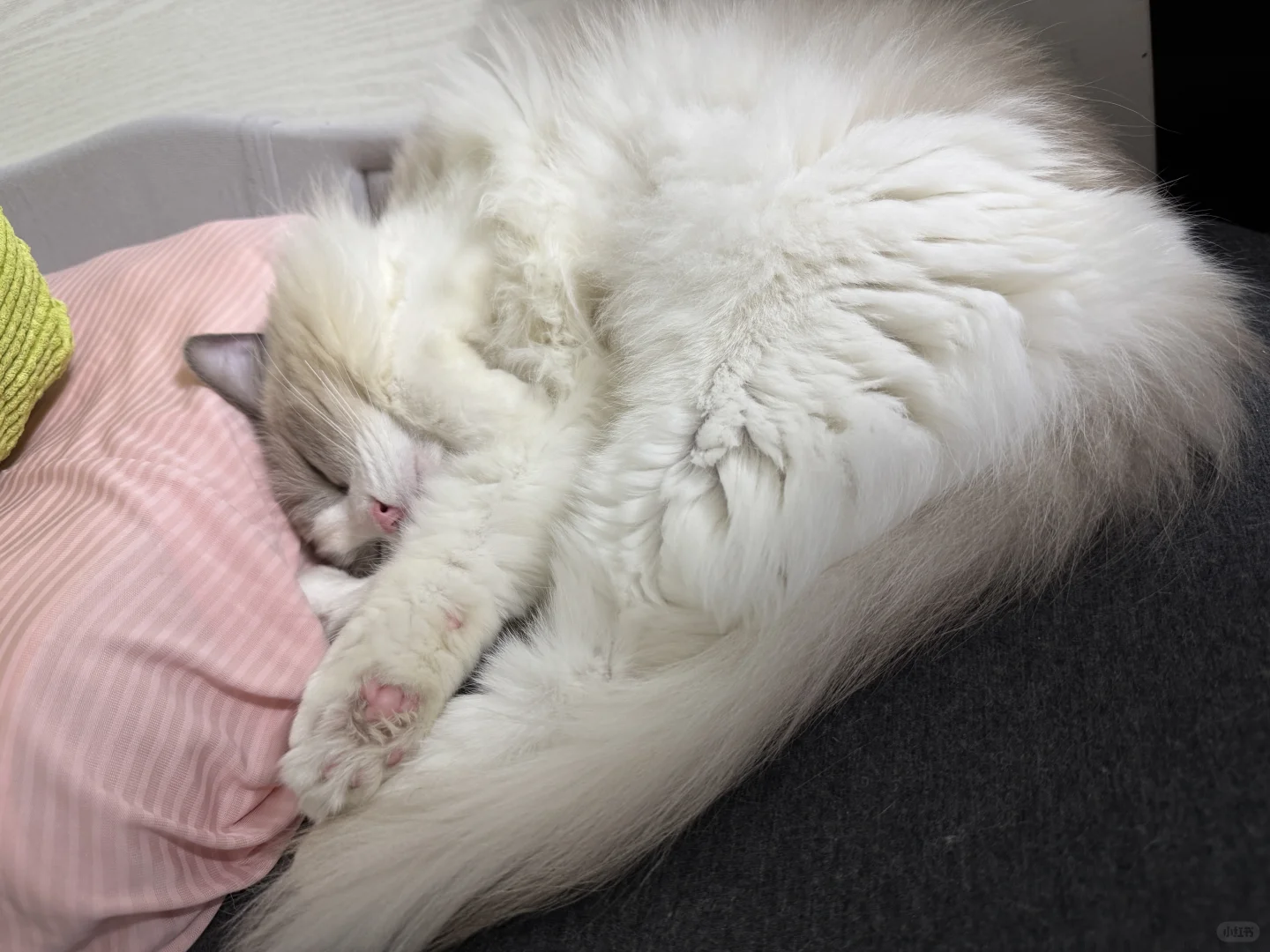 想看看你们家的睡猫～