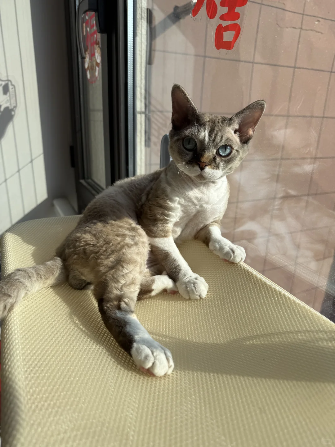 哈哈 我那妖娆的咪儿