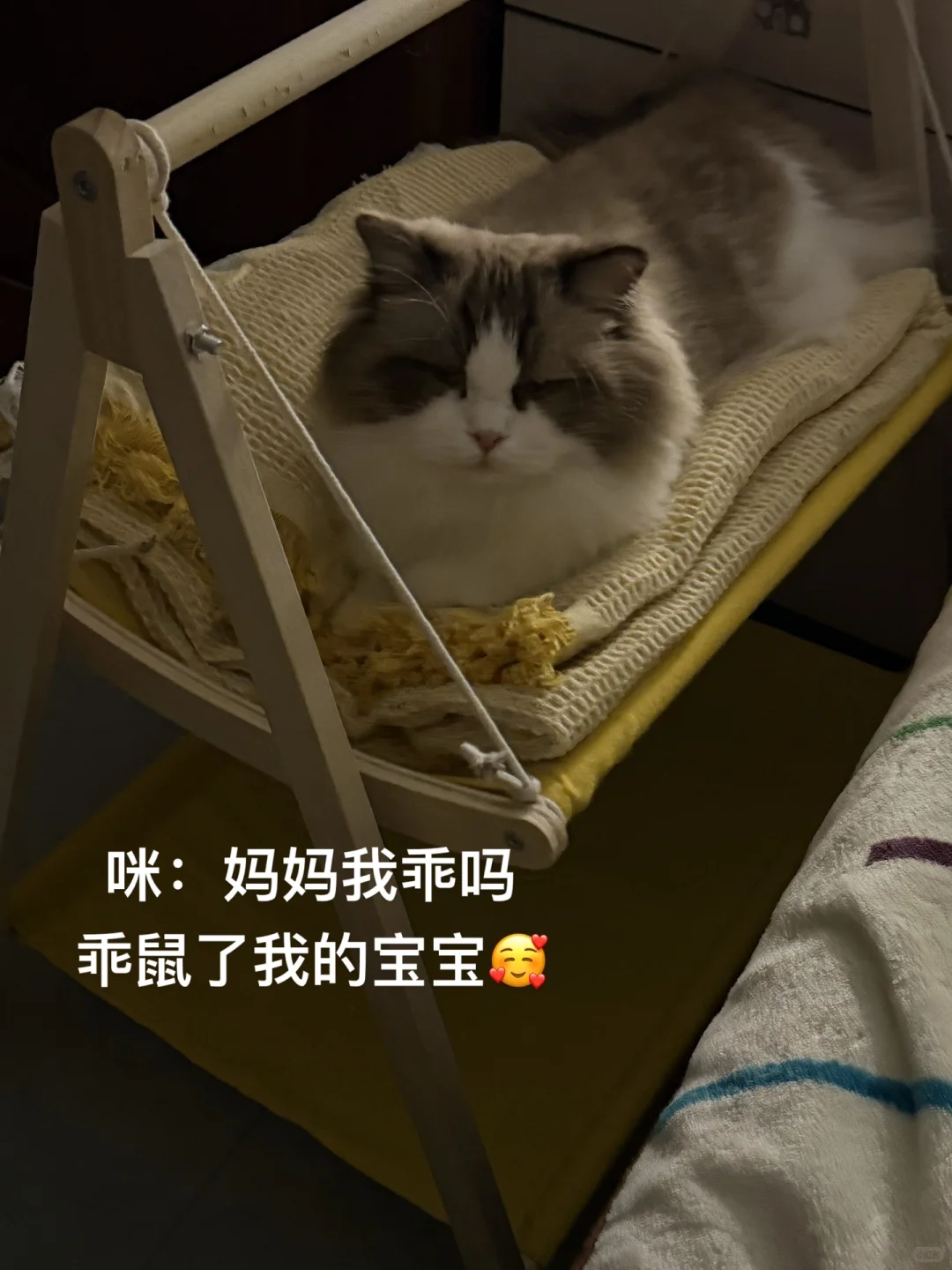 黏人的布偶猫🥰
