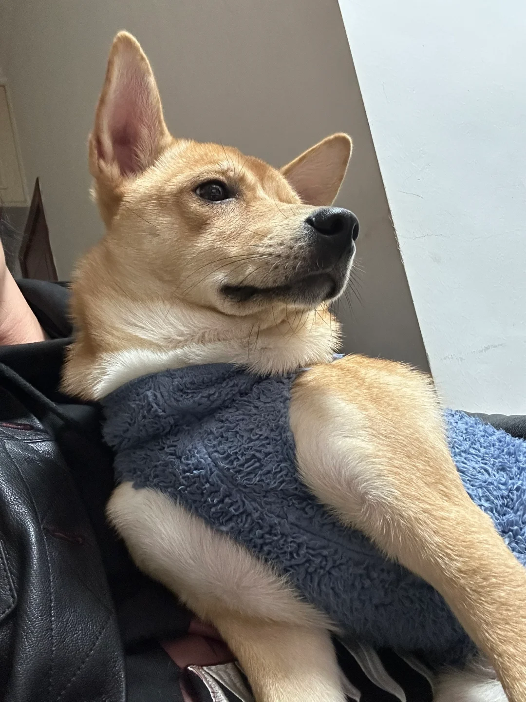 略显妖娆，像个狐狸