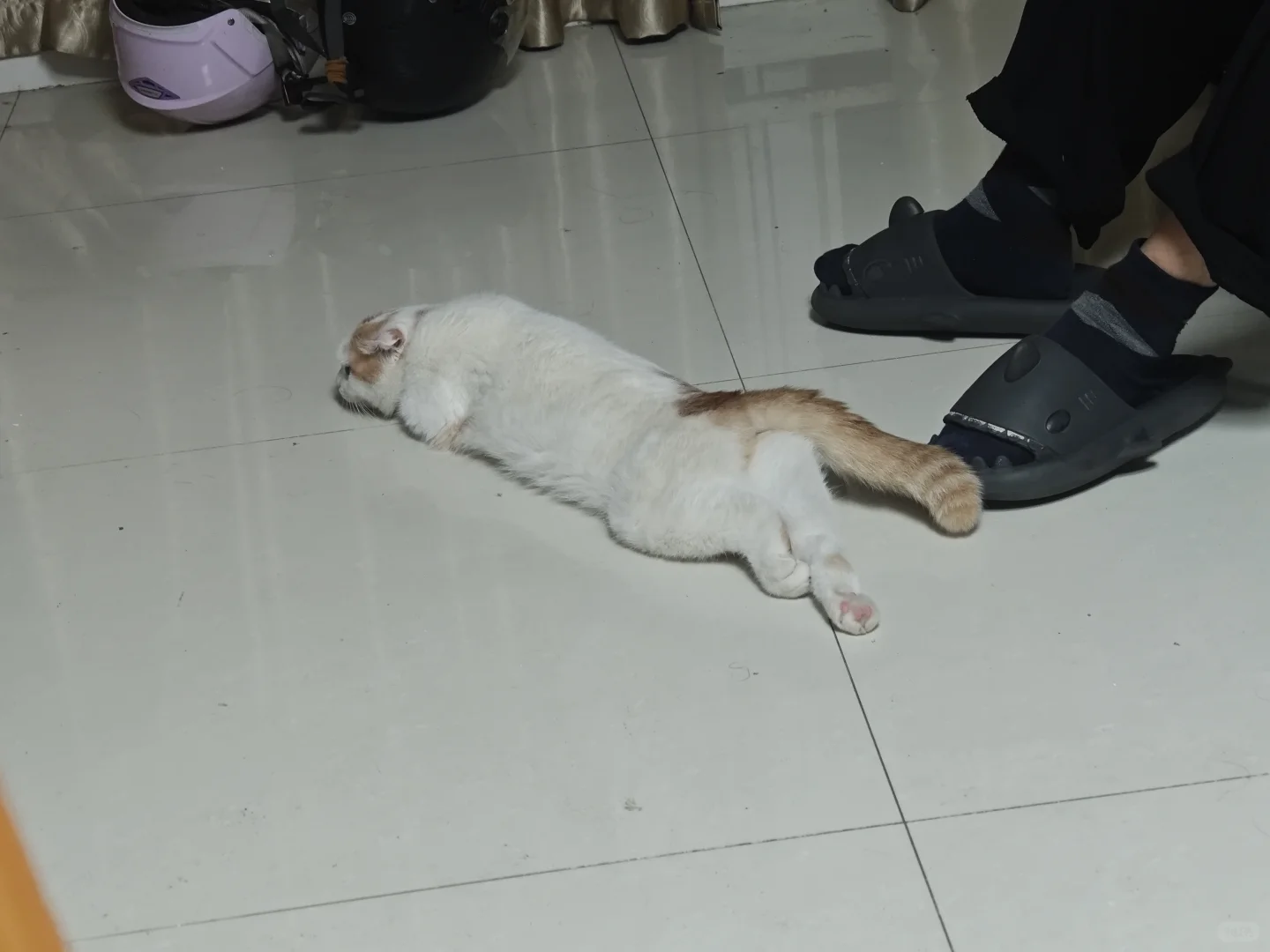 小猫奇怪的睡姿