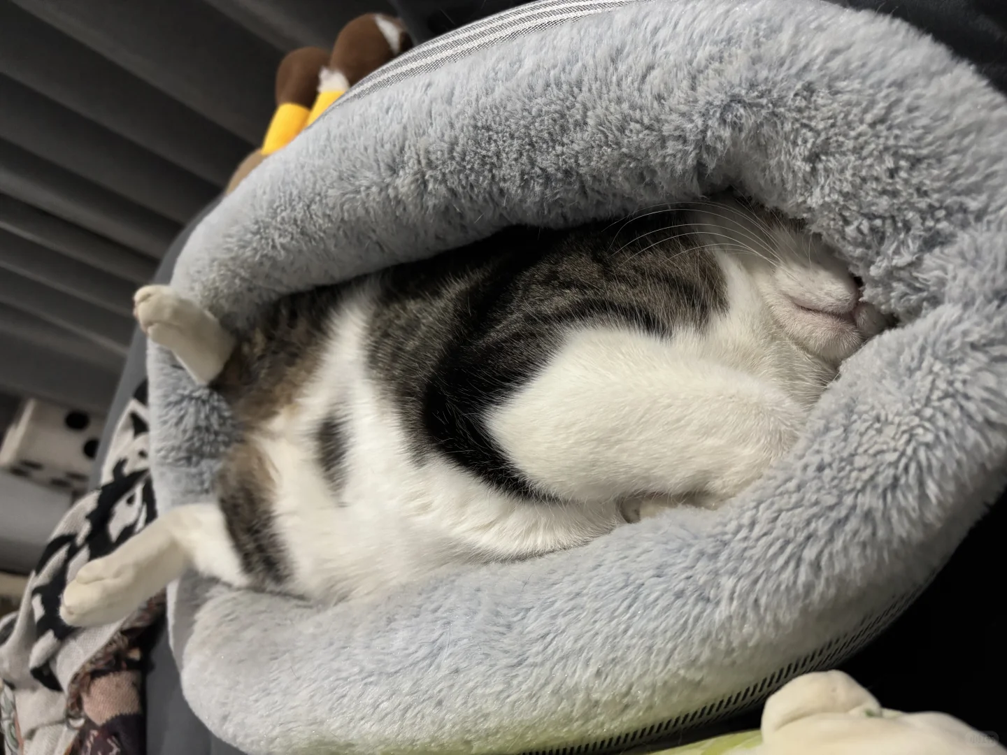 来来来 冬季睡姿大赏