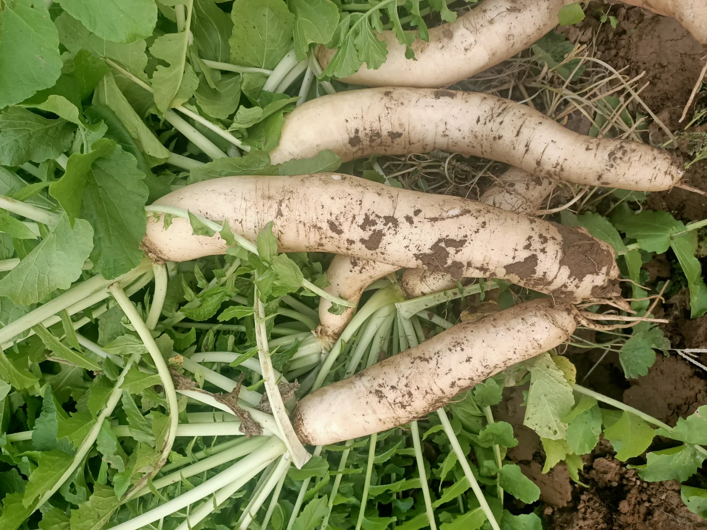 我那些妖娆的白萝卜啊！