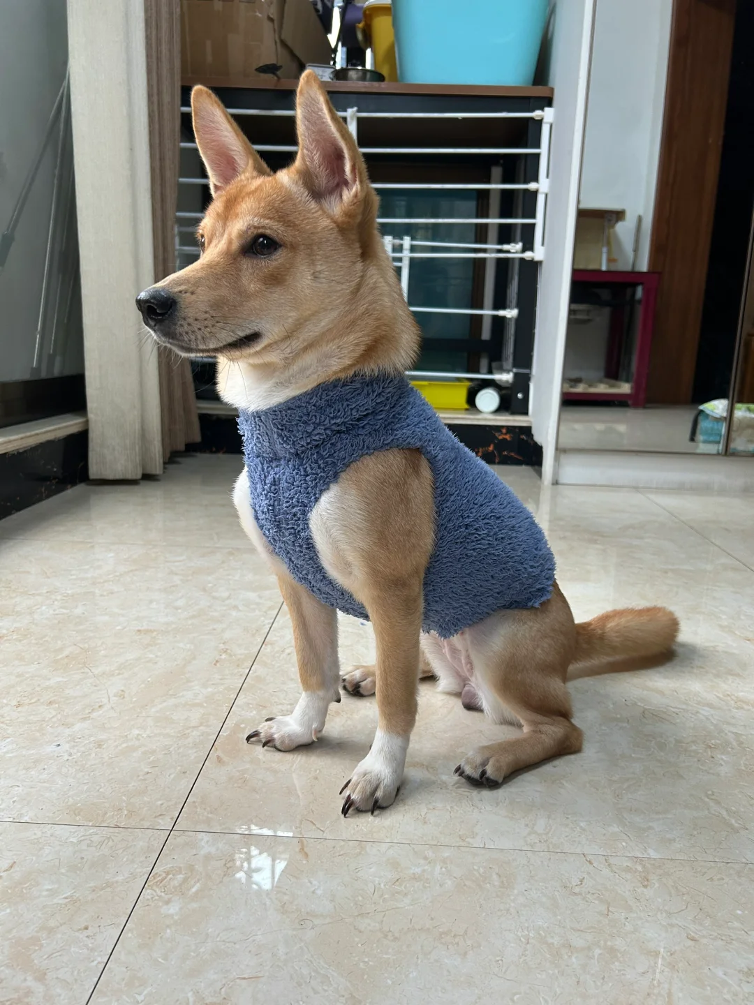 略显妖娆，像个狐狸