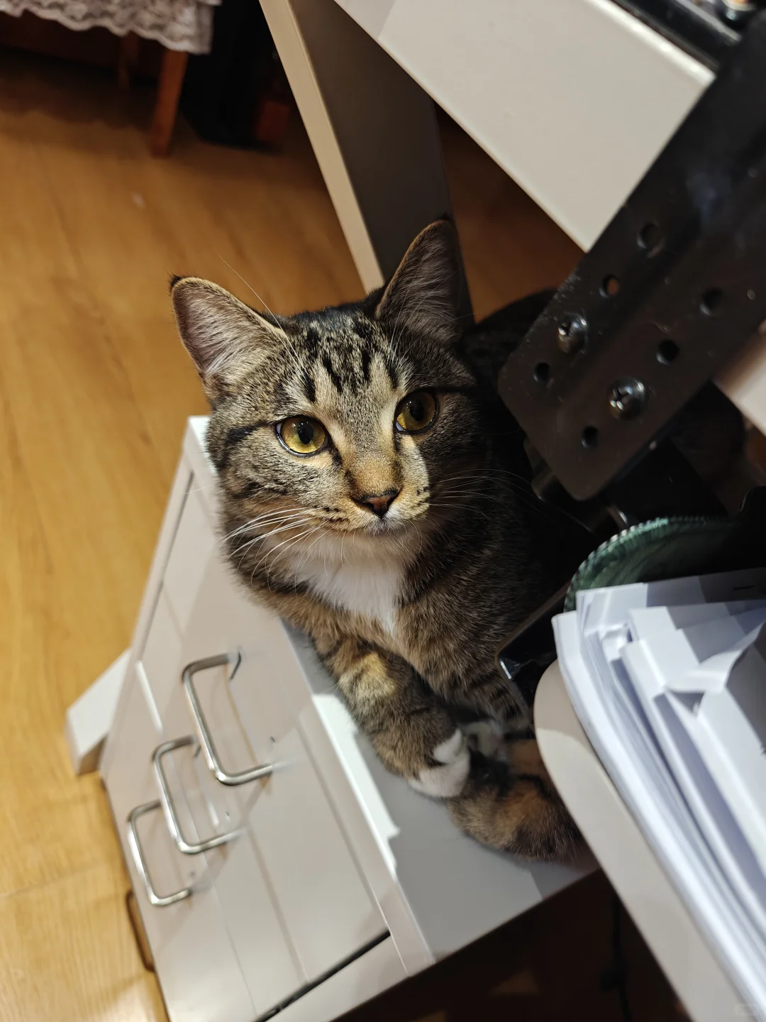 各种肉乎乎和小猪奇怪的睡姿