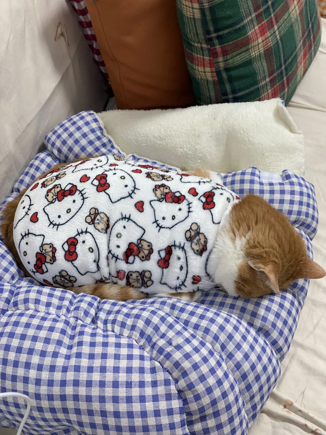 谁家好猫这样睡觉啊？