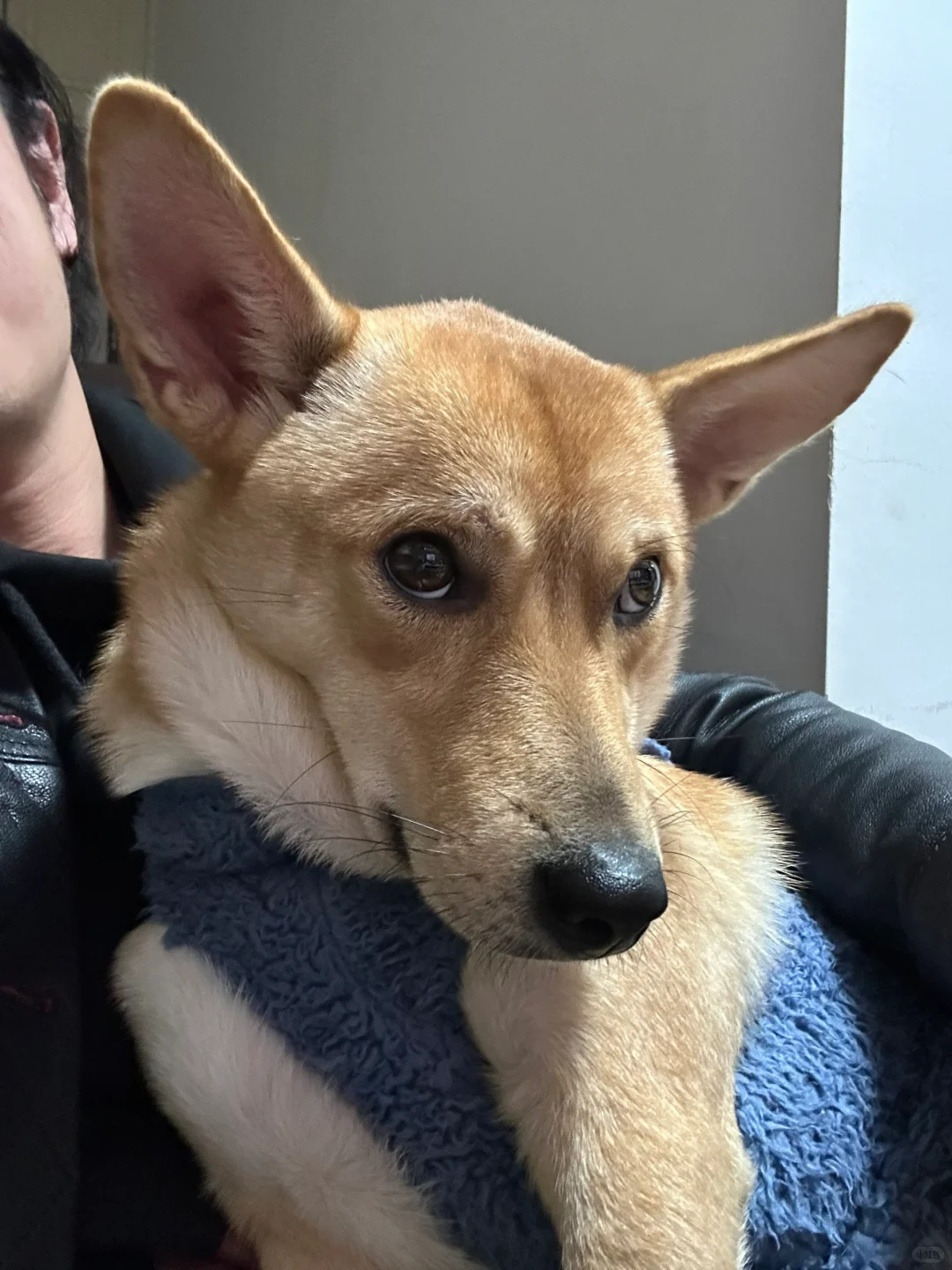 略显妖娆，像个狐狸