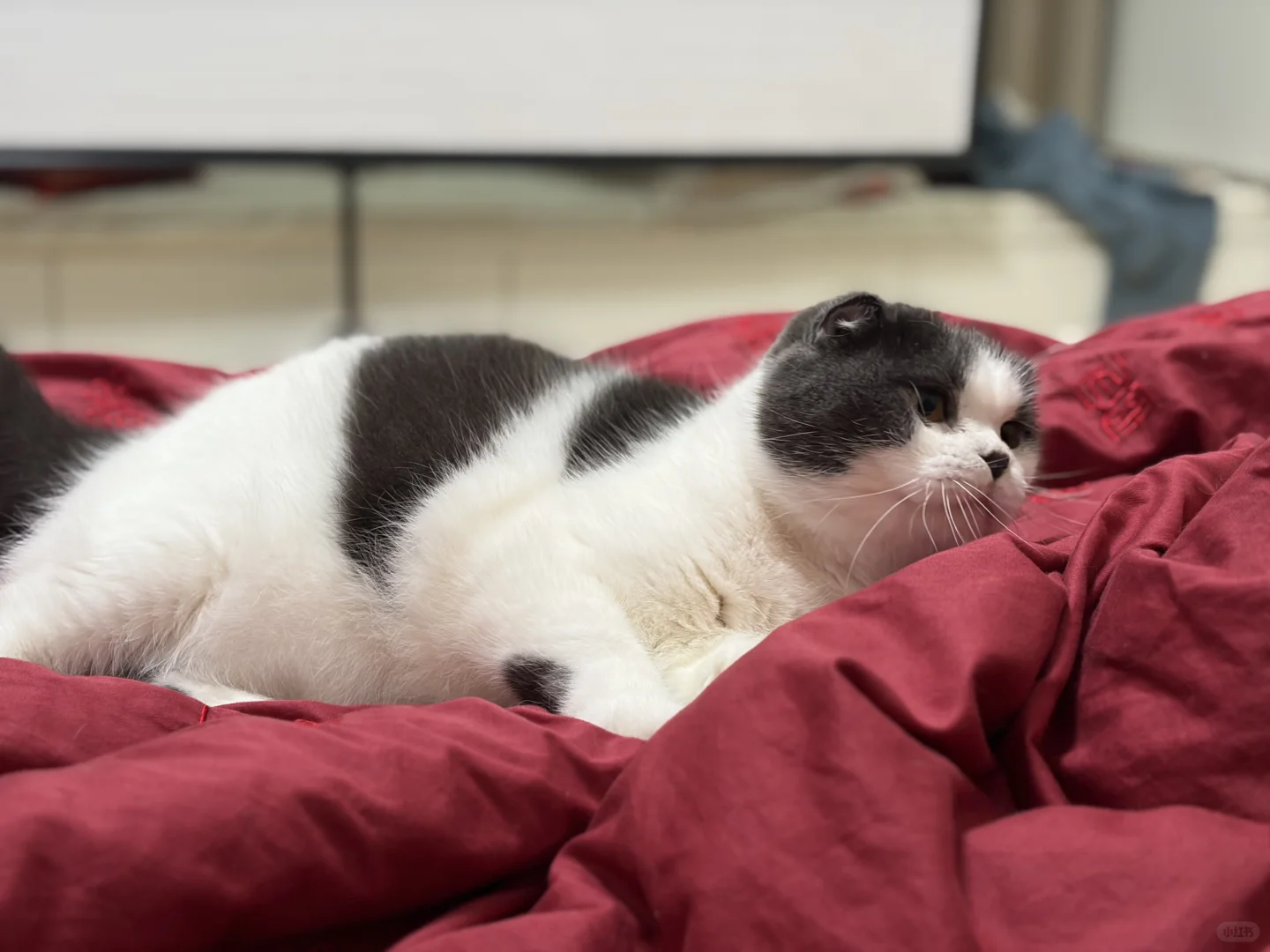 看看你家猫咪坐姿