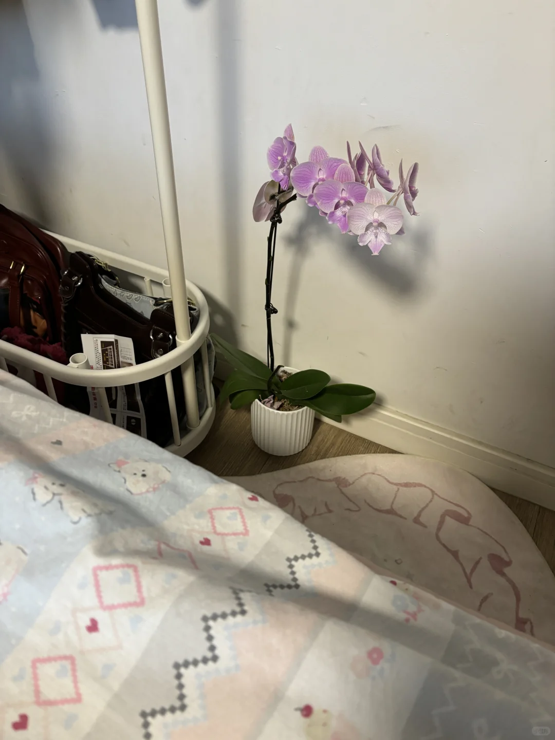 粉色娇嫩你如今几岁了🫧