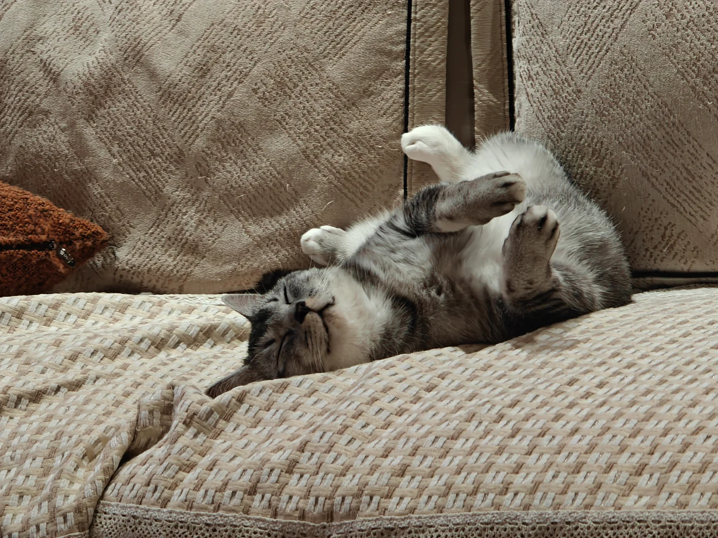 各种肉乎乎和小猪奇怪的睡姿