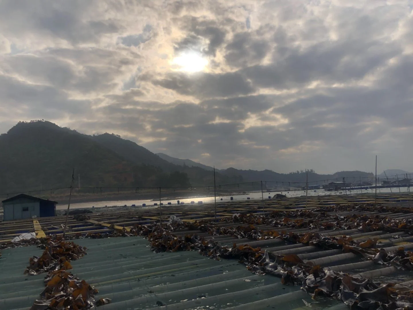 想吃海带了，赶在秋天之前