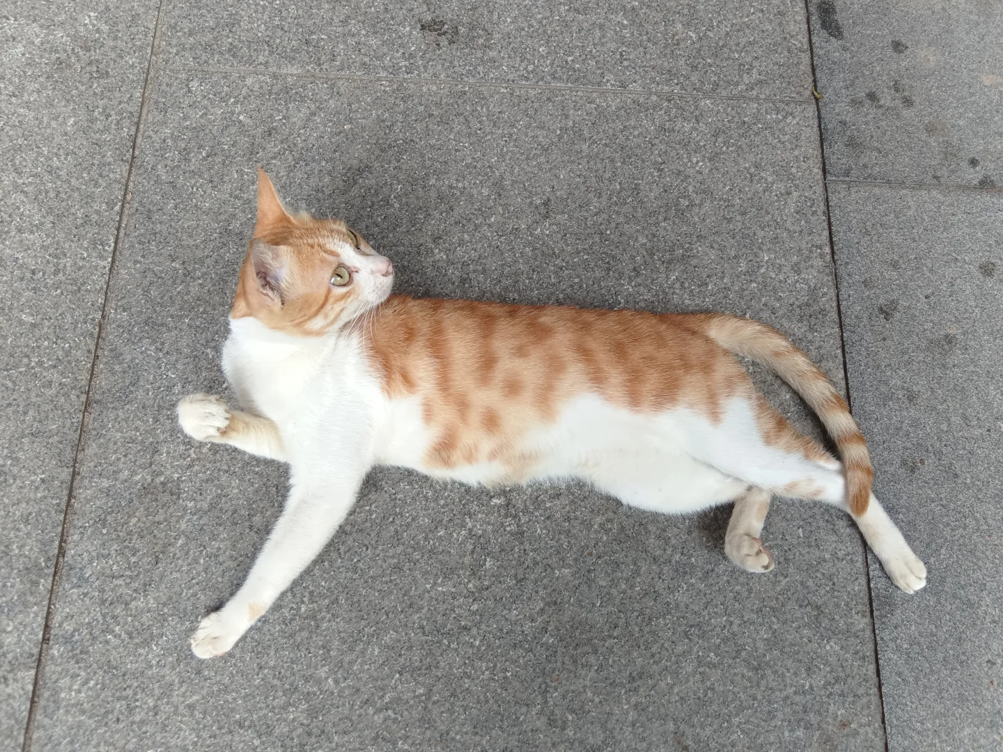 妖娆橘妈，端庄橘爸