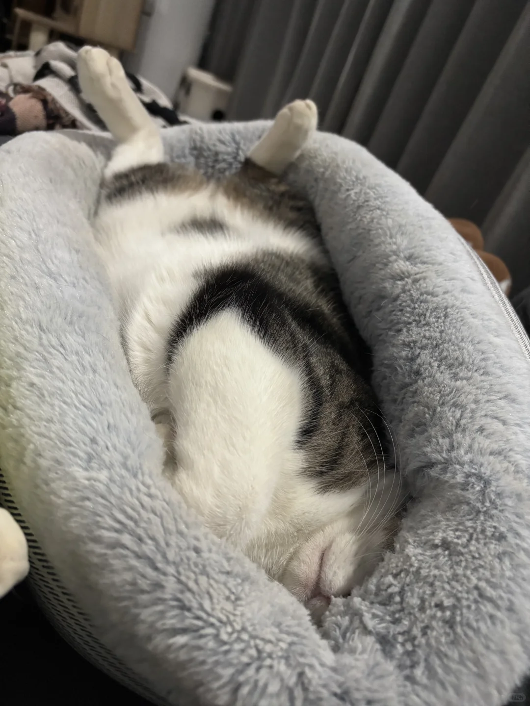 来来来 冬季睡姿大赏