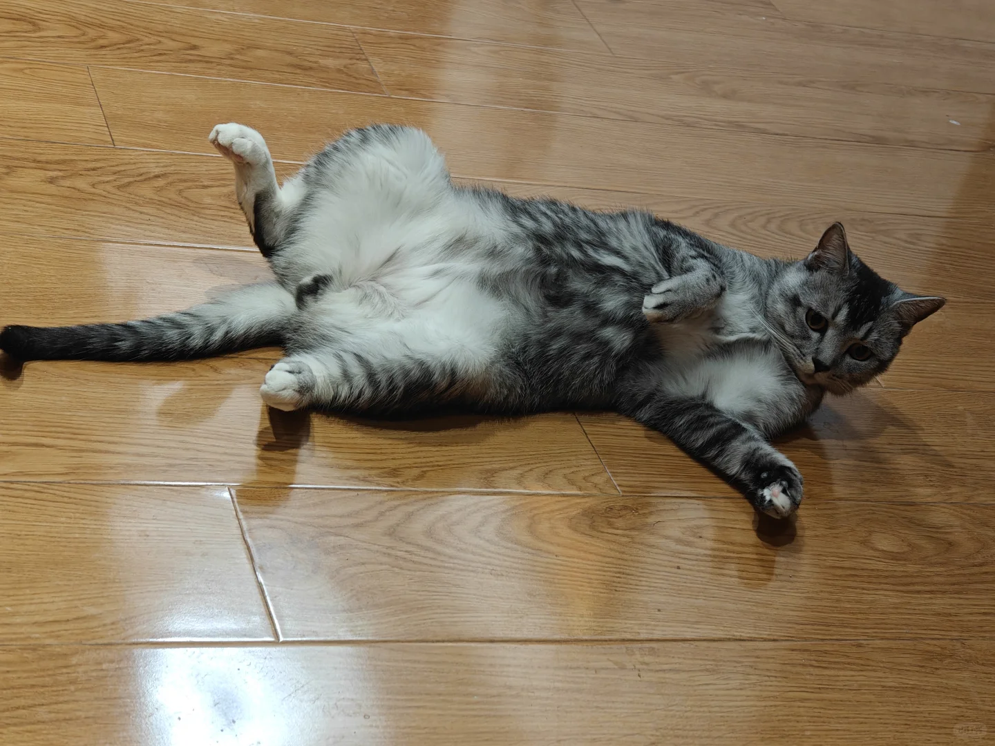 各种肉乎乎和小猪奇怪的睡姿