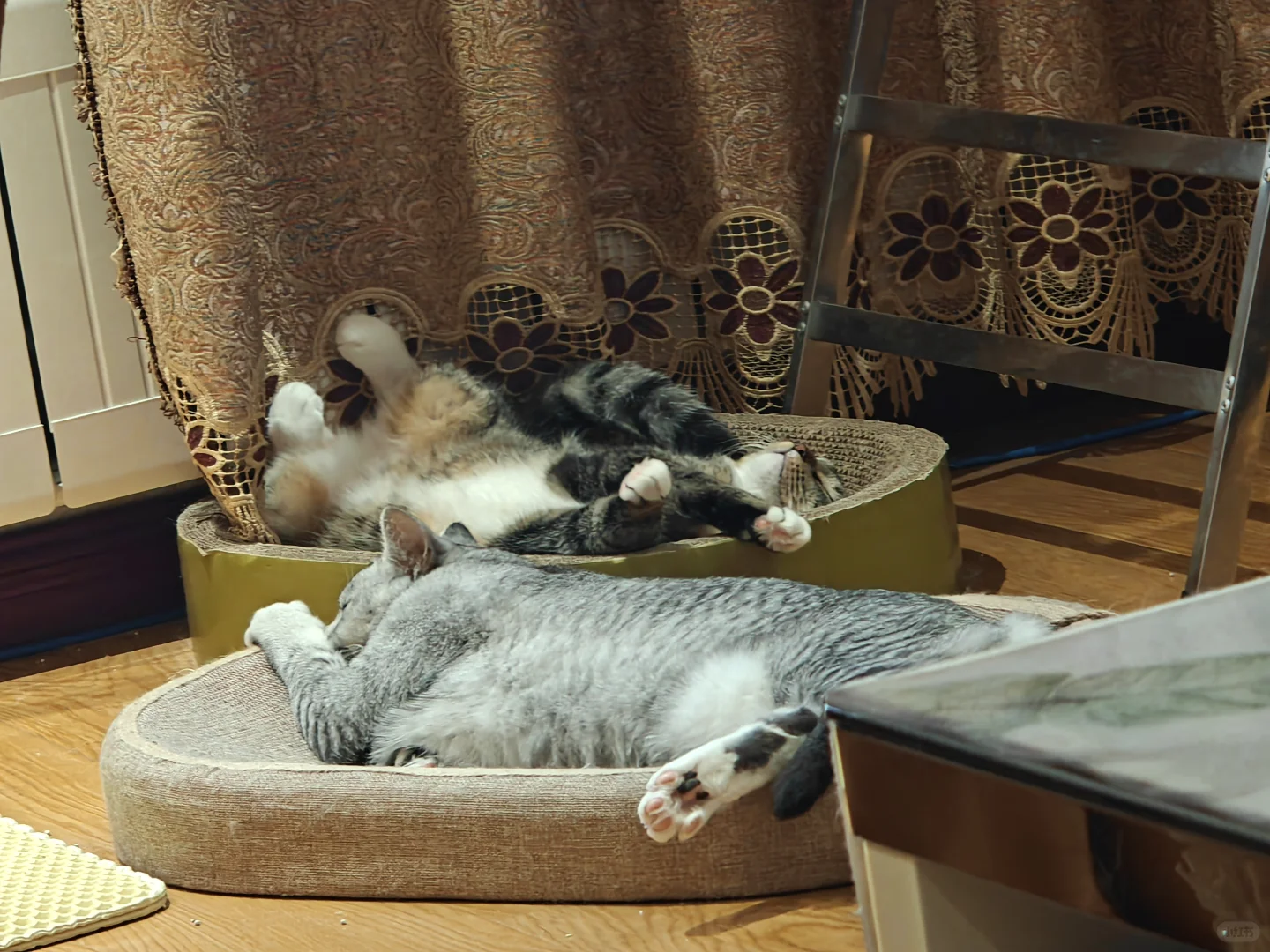 各种肉乎乎和小猪奇怪的睡姿