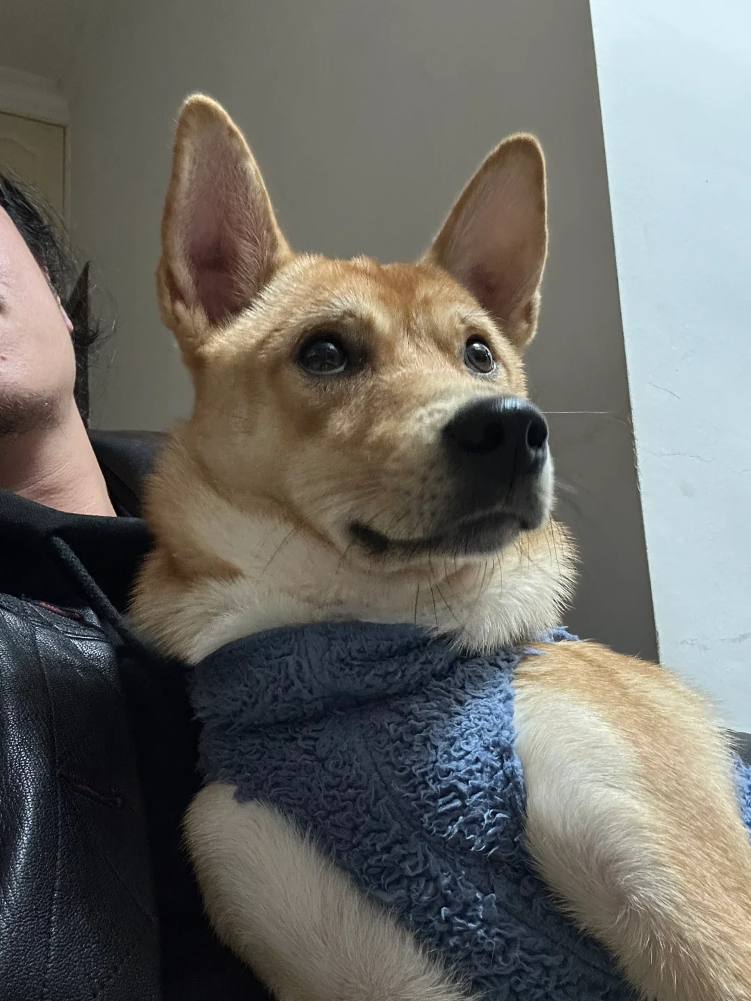 略显妖娆，像个狐狸