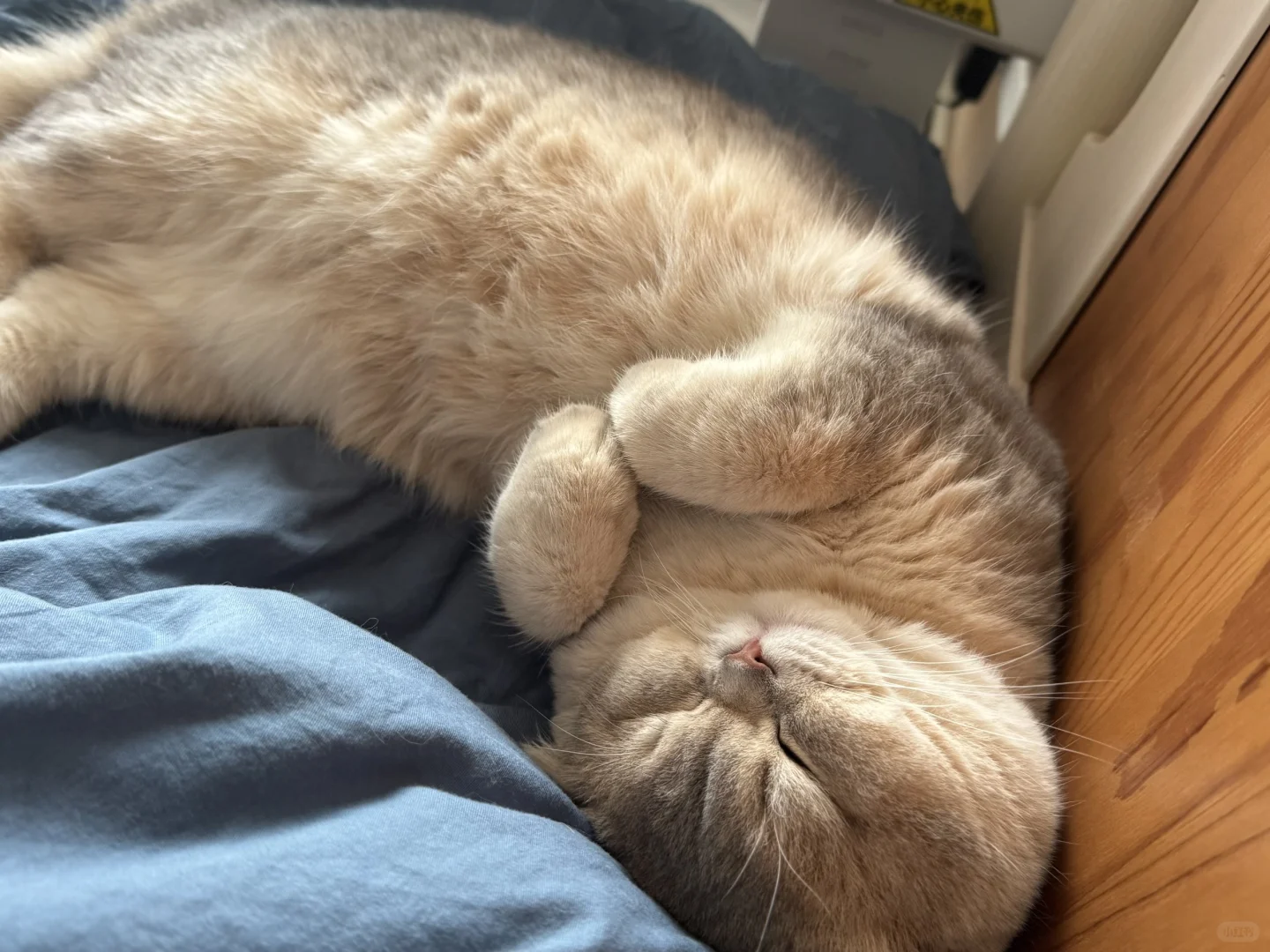 睡觉都在比心的小猫咪谁不爱