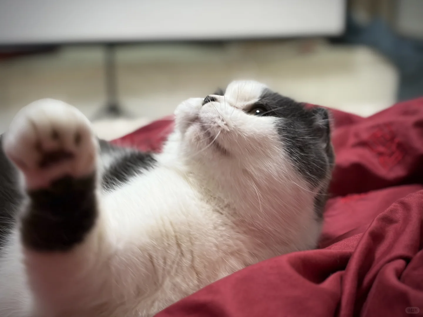 看看你家猫咪坐姿