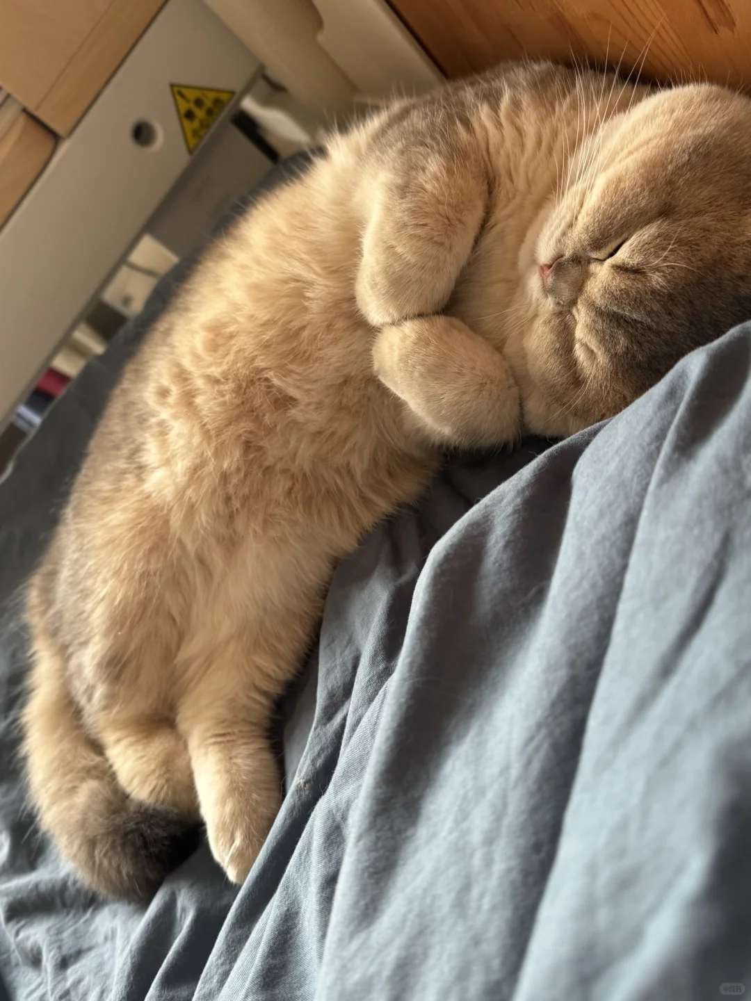 睡觉都在比心的小猫咪谁不爱