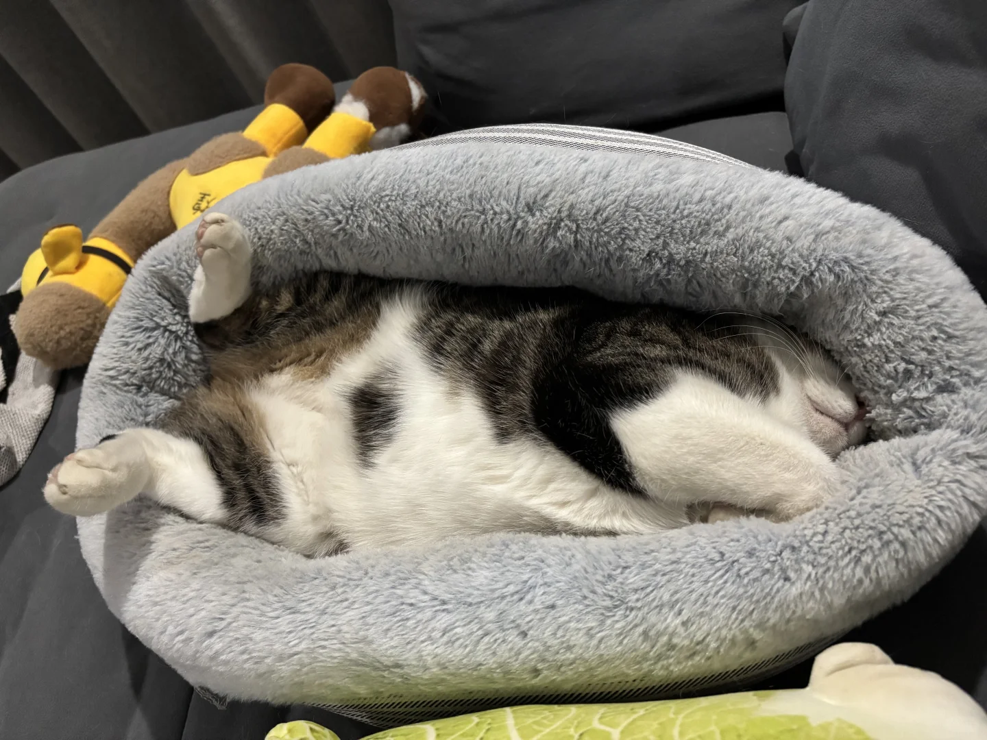 来来来 冬季睡姿大赏