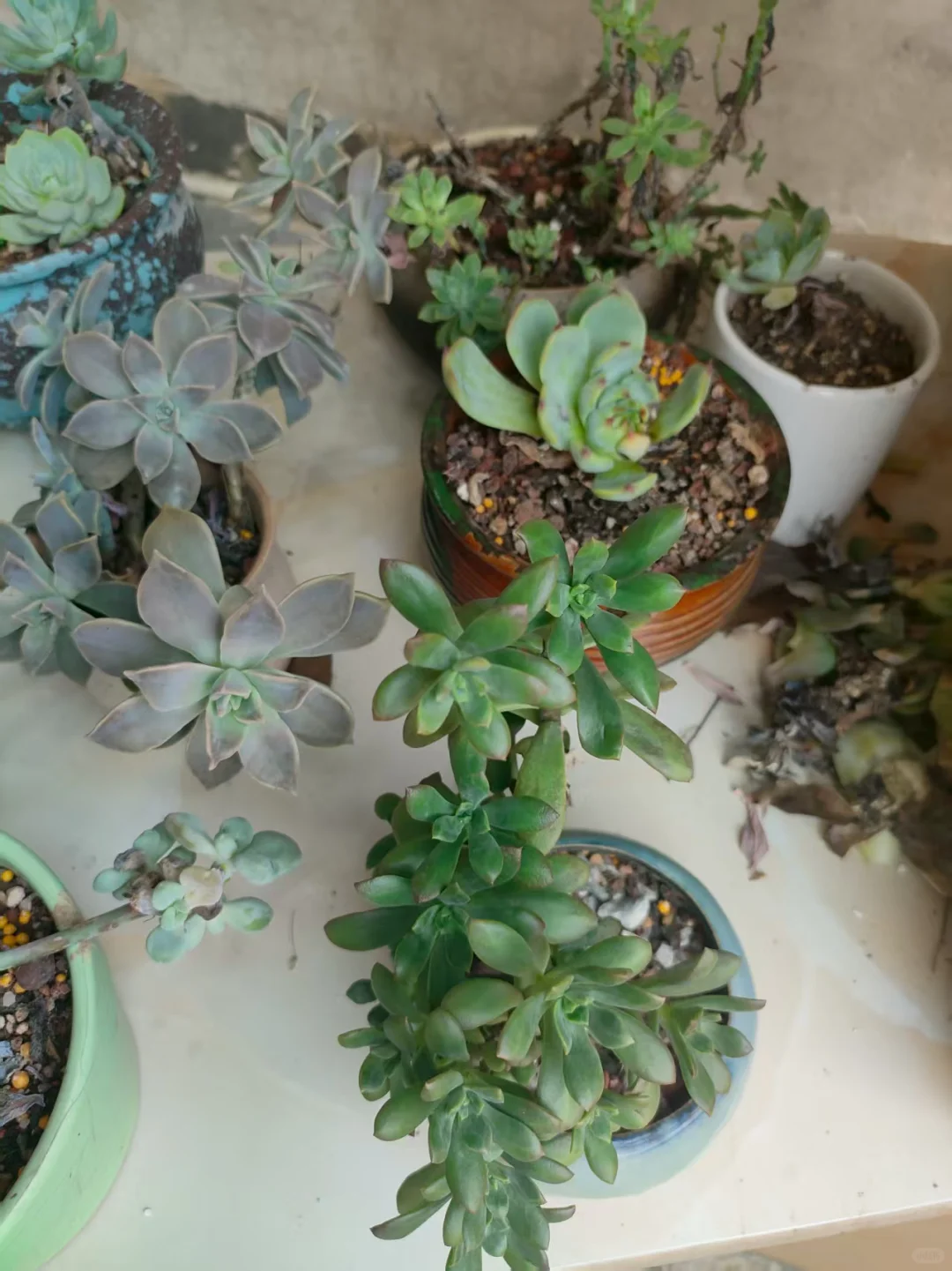 43岁|颜值一般，气质满满！