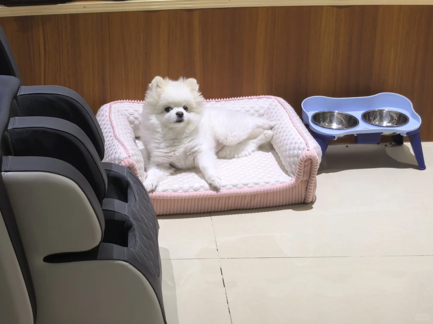 家里的小可爱来咯～～～