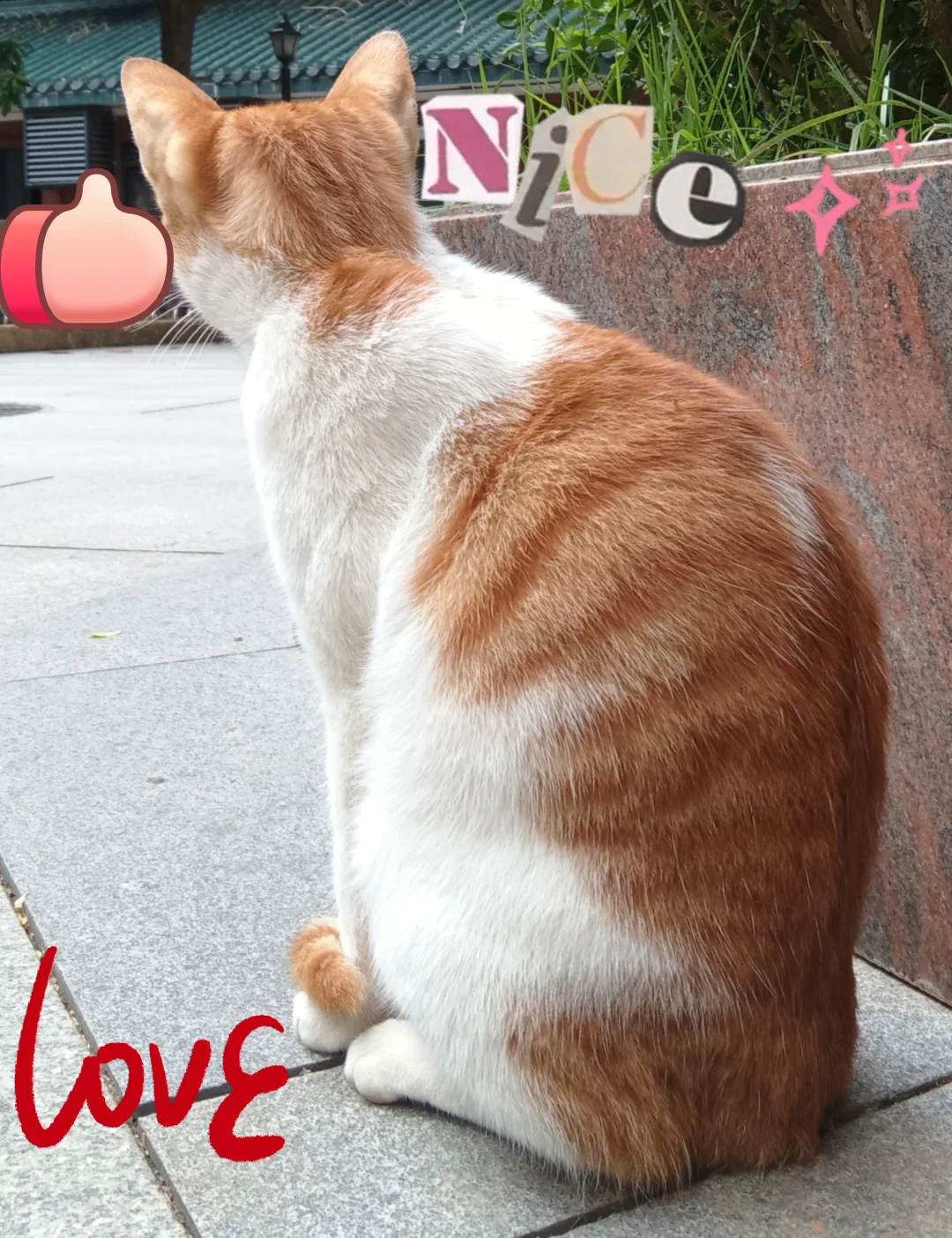 妖娆橘妈，端庄橘爸