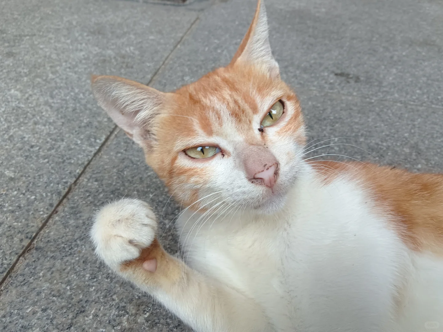 妖娆橘妈，端庄橘爸