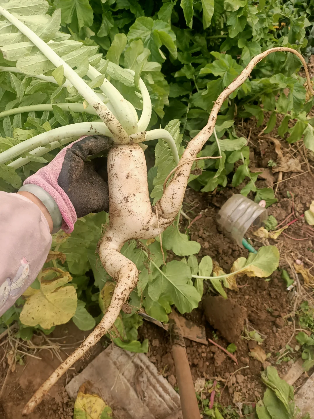 我那些妖娆的白萝卜啊！