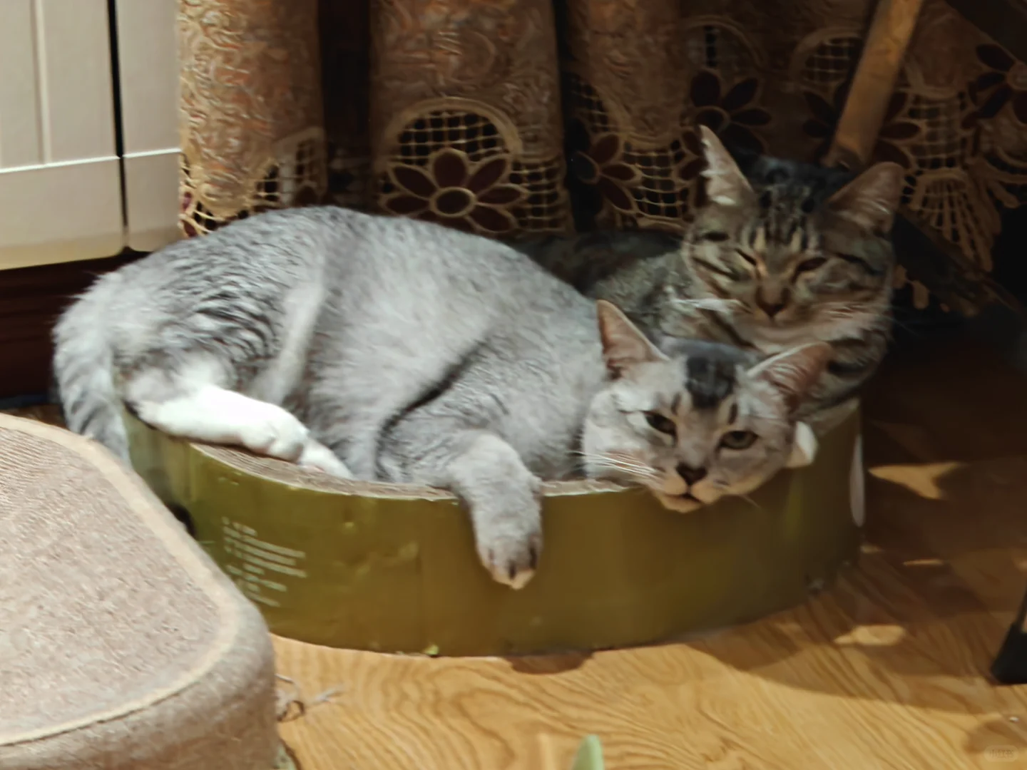 各种肉乎乎和小猪奇怪的睡姿