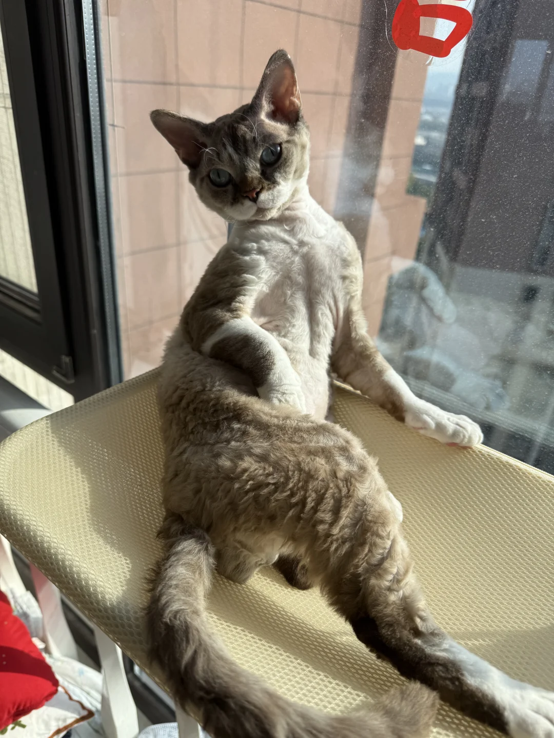 哈哈 我那妖娆的咪儿