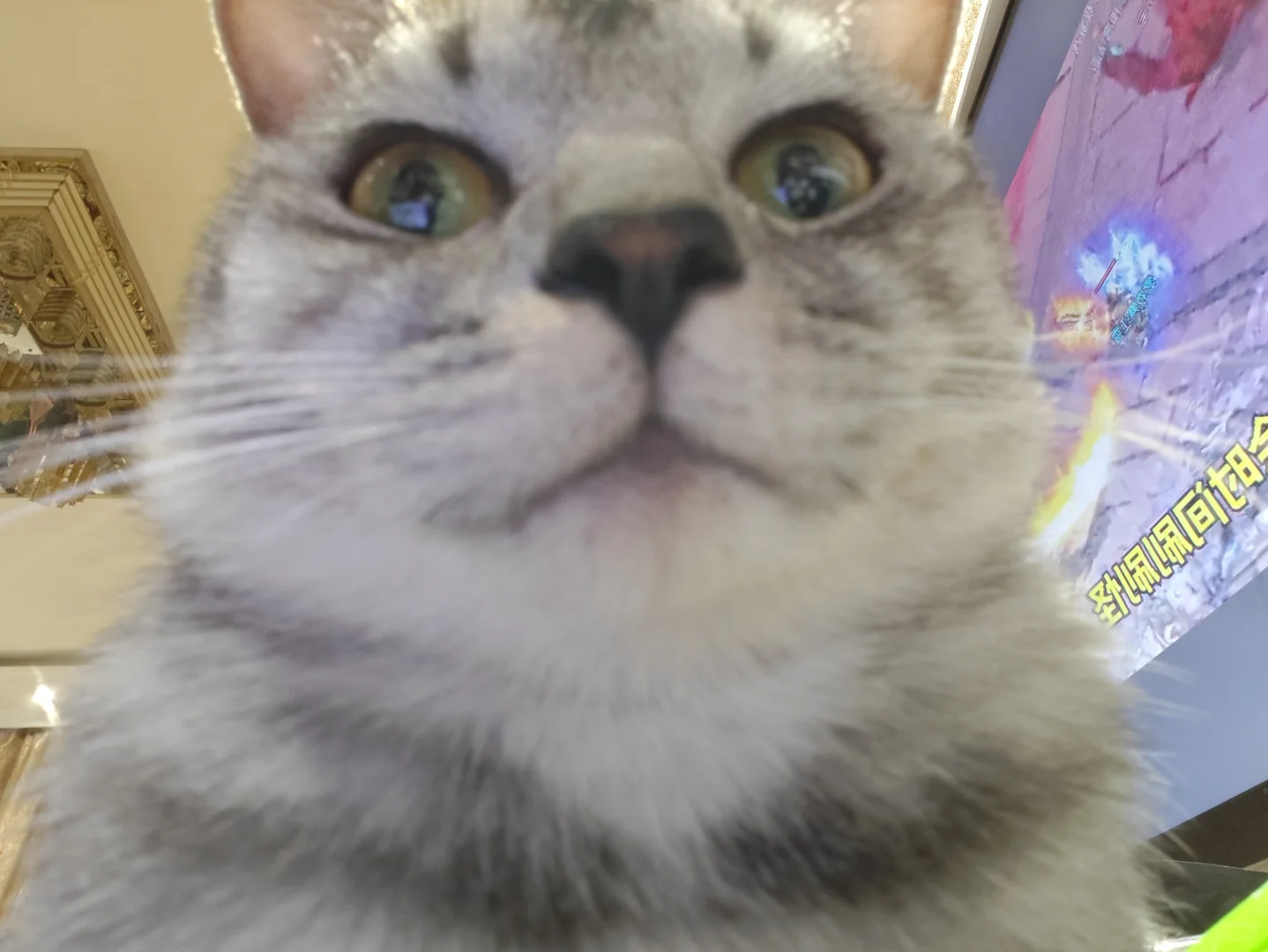 各种肉乎乎和小猪奇怪的睡姿