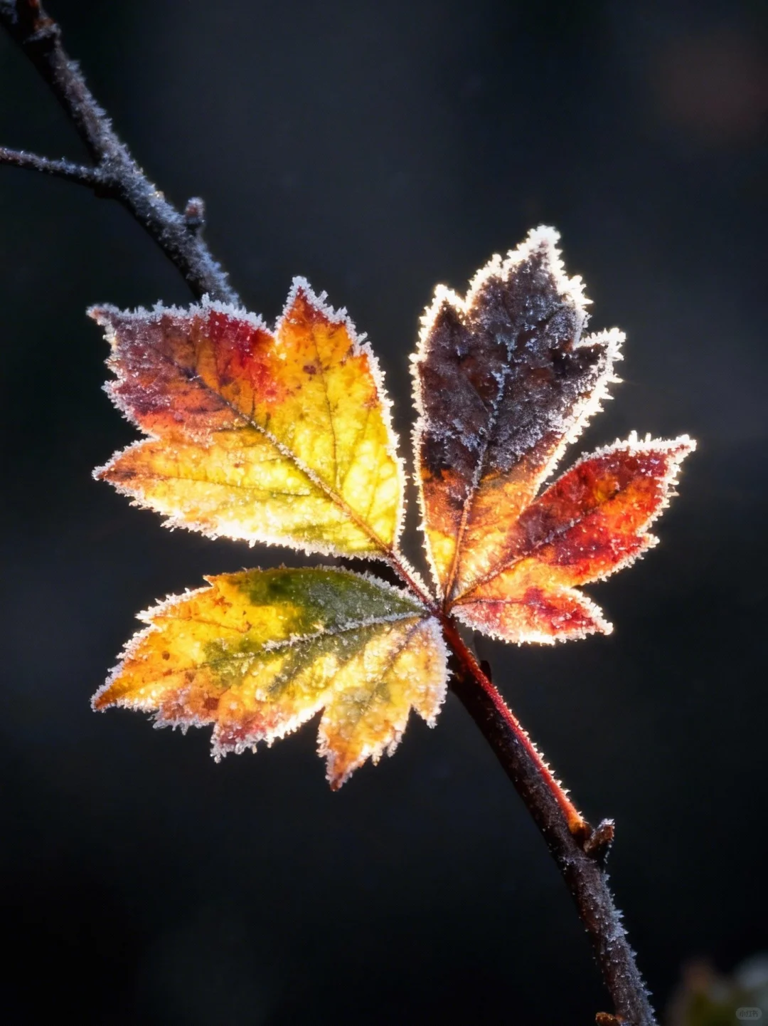 适合11月7日发的立冬文案🍂