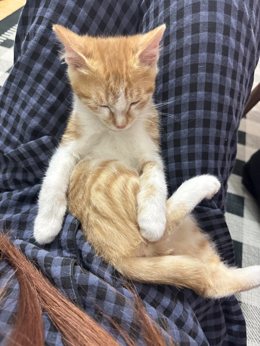 谁家小猫这么睡觉