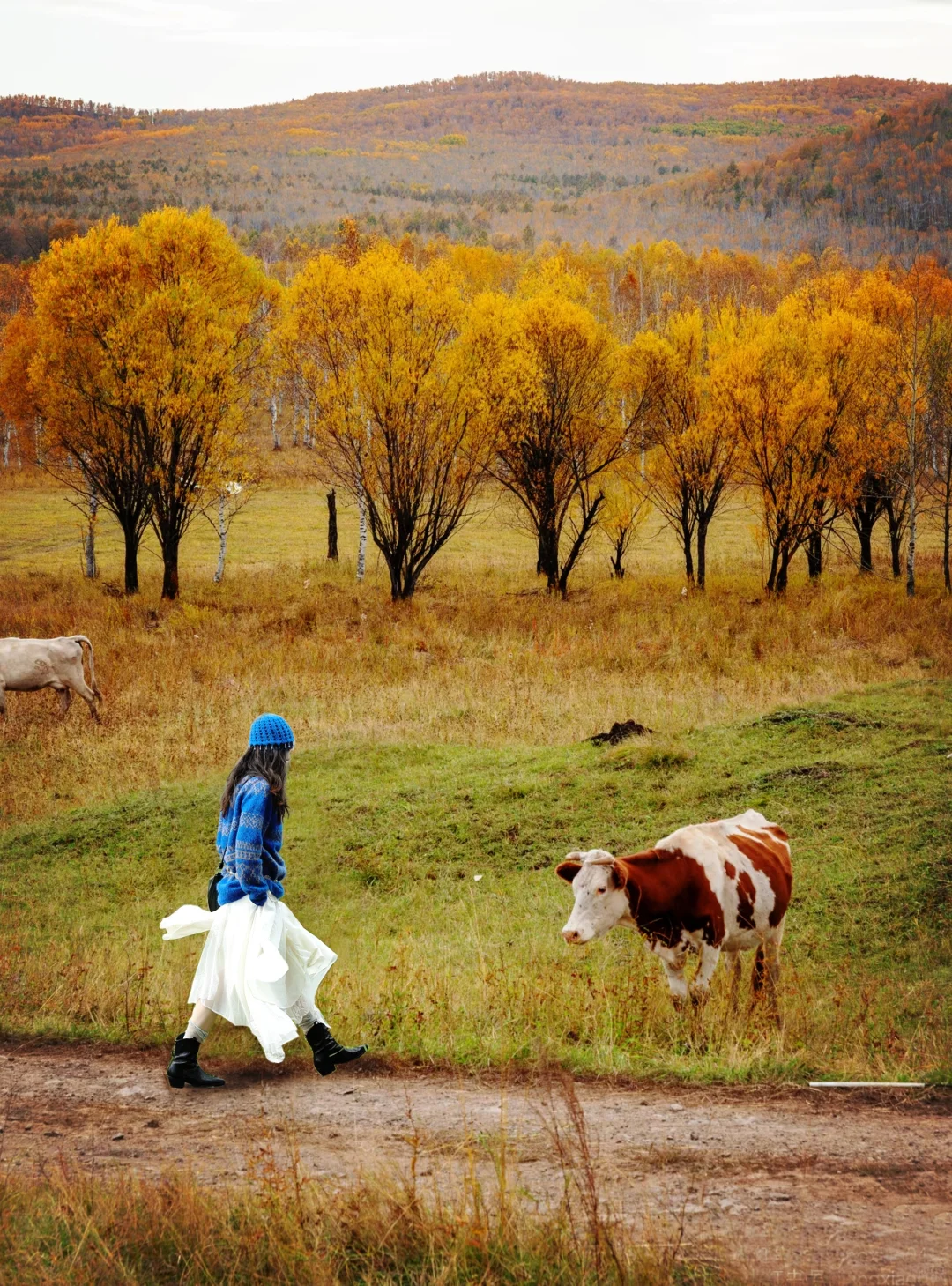 秋天的呼伦贝尔🍂｜随手拍都是壁纸大片！