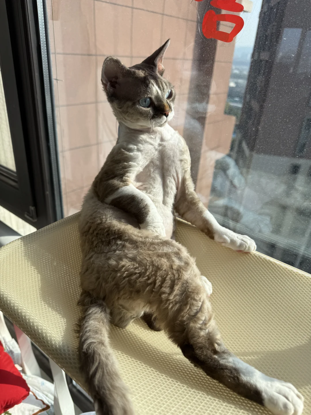 哈哈 我那妖娆的咪儿