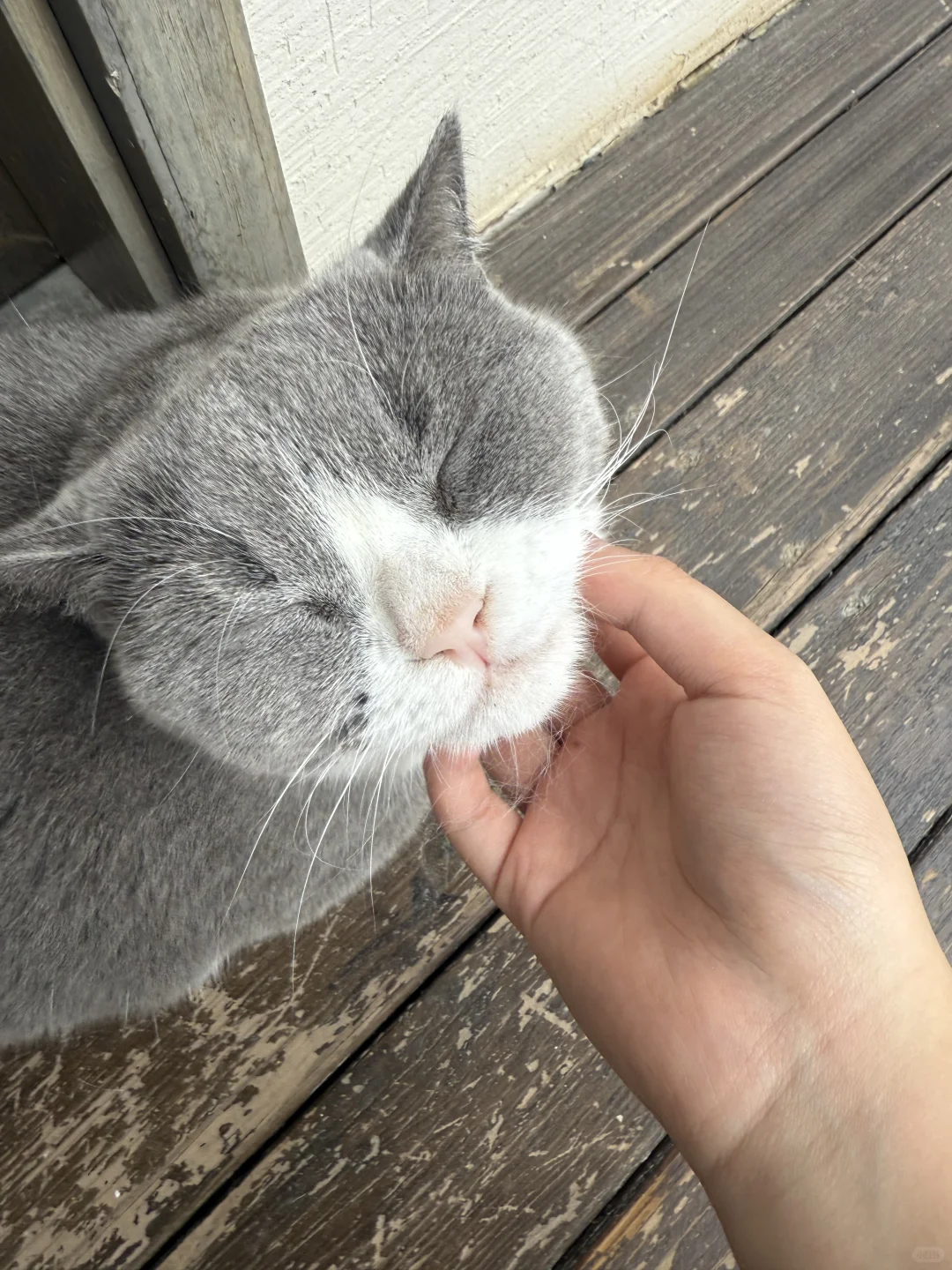 却道天凉好个秋