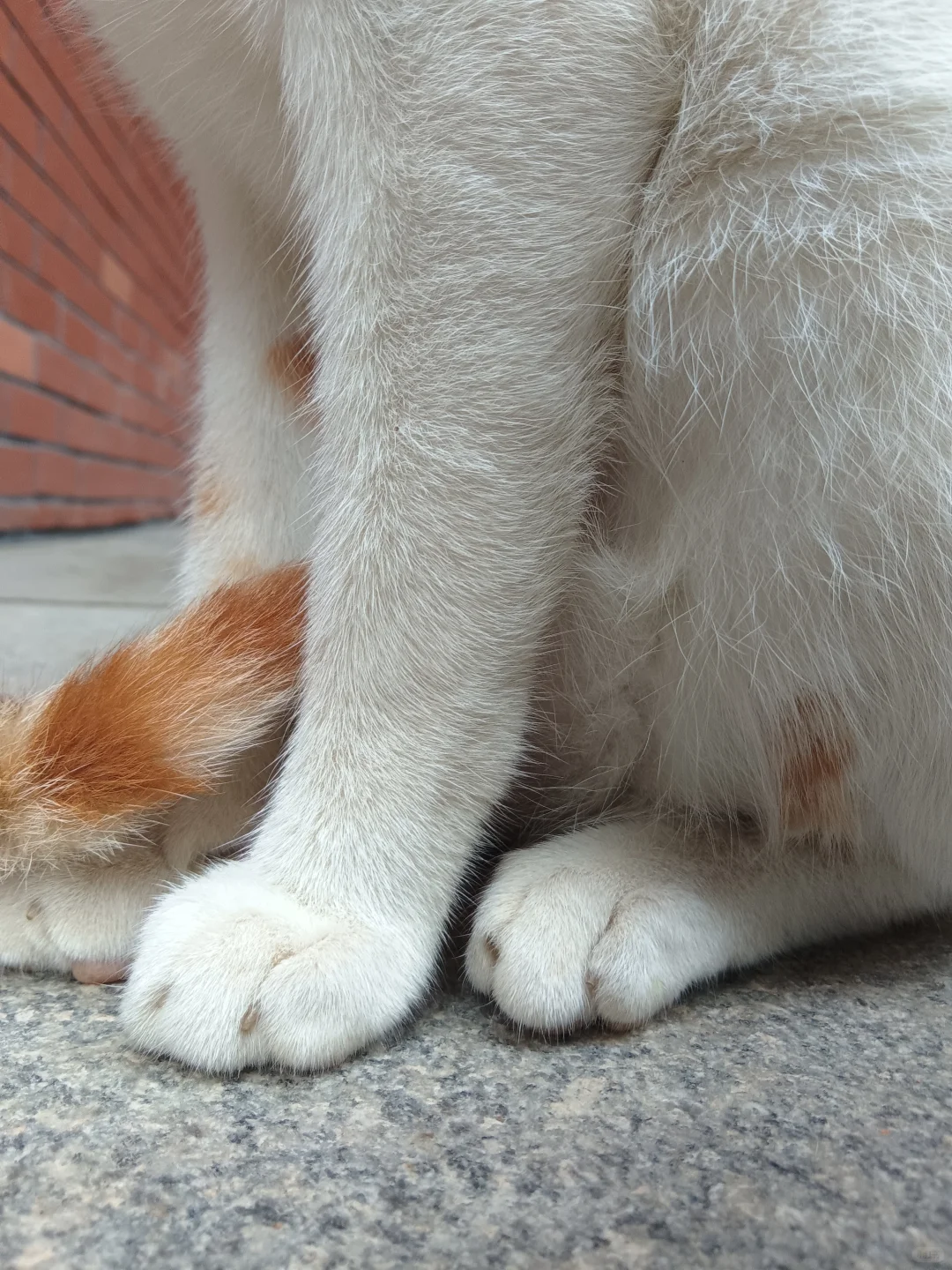 妖娆橘妈，端庄橘爸