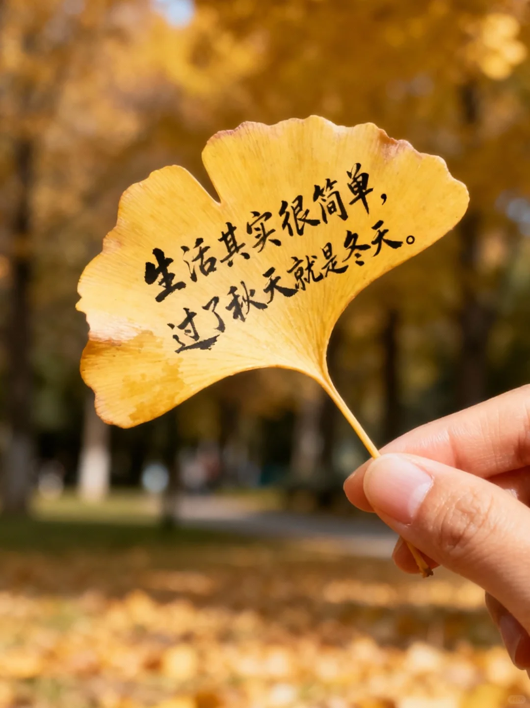 适合11月7日发的立冬文案🍂