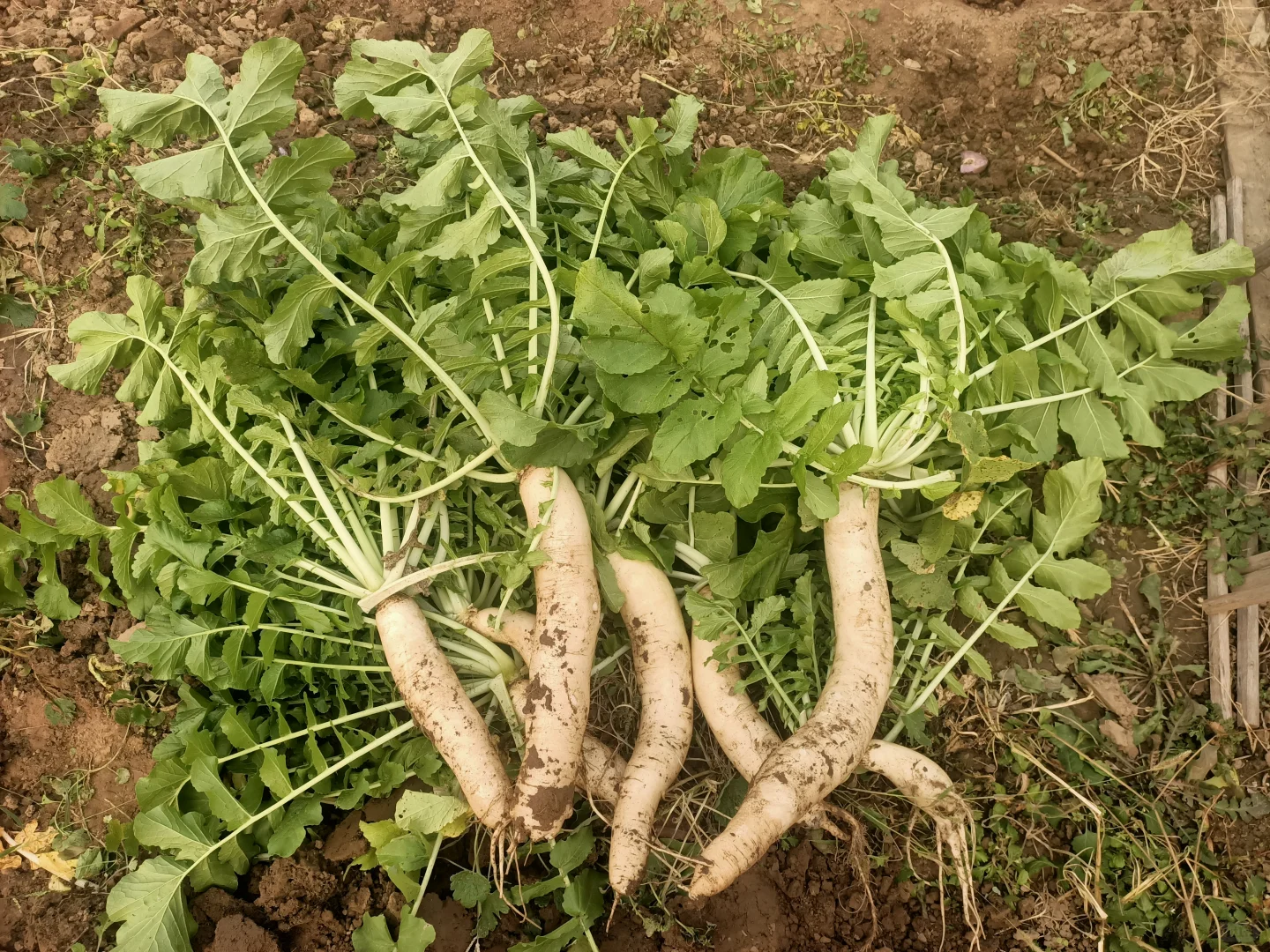 我那些妖娆的白萝卜啊！