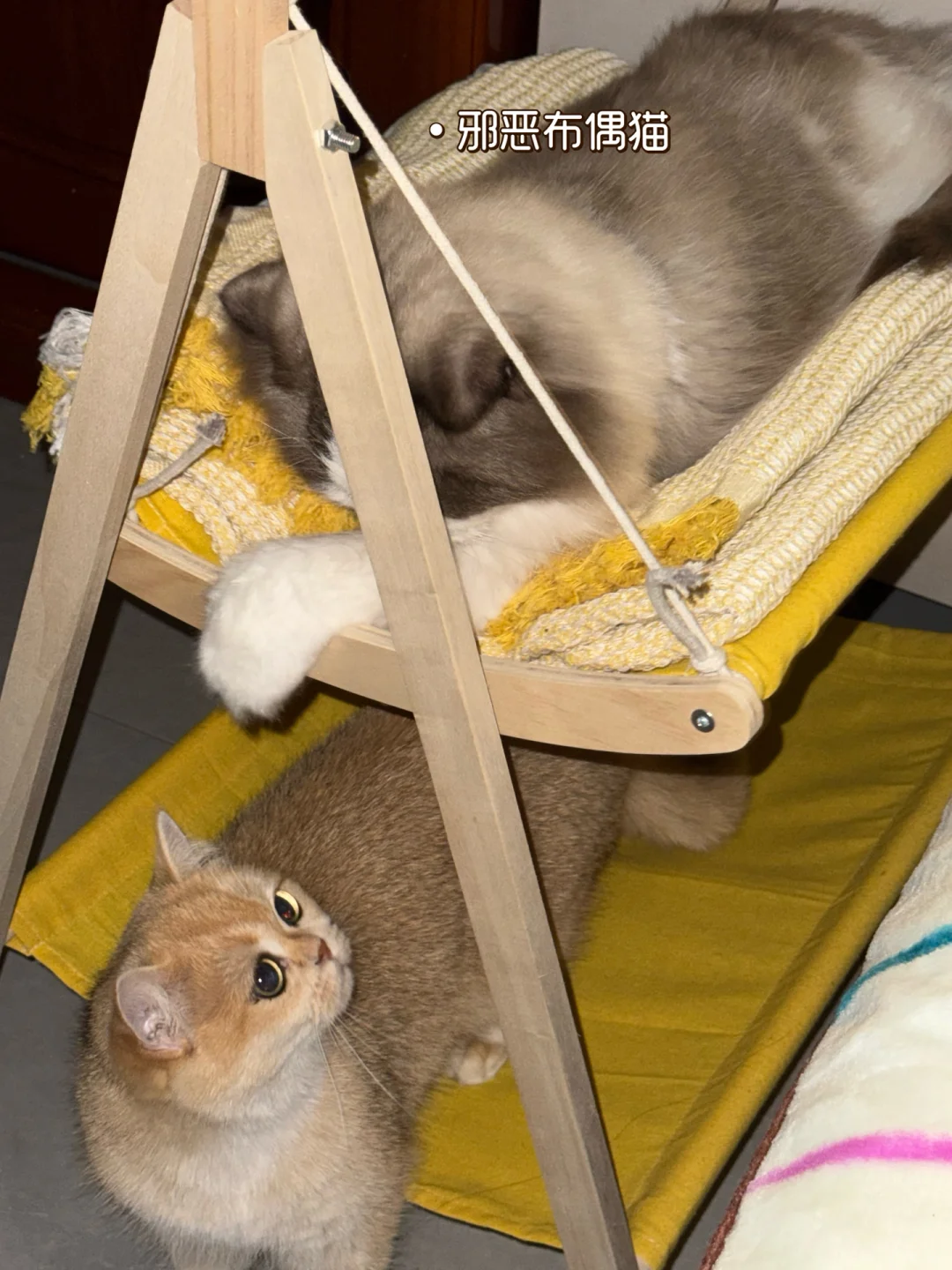 黏人的布偶猫🥰