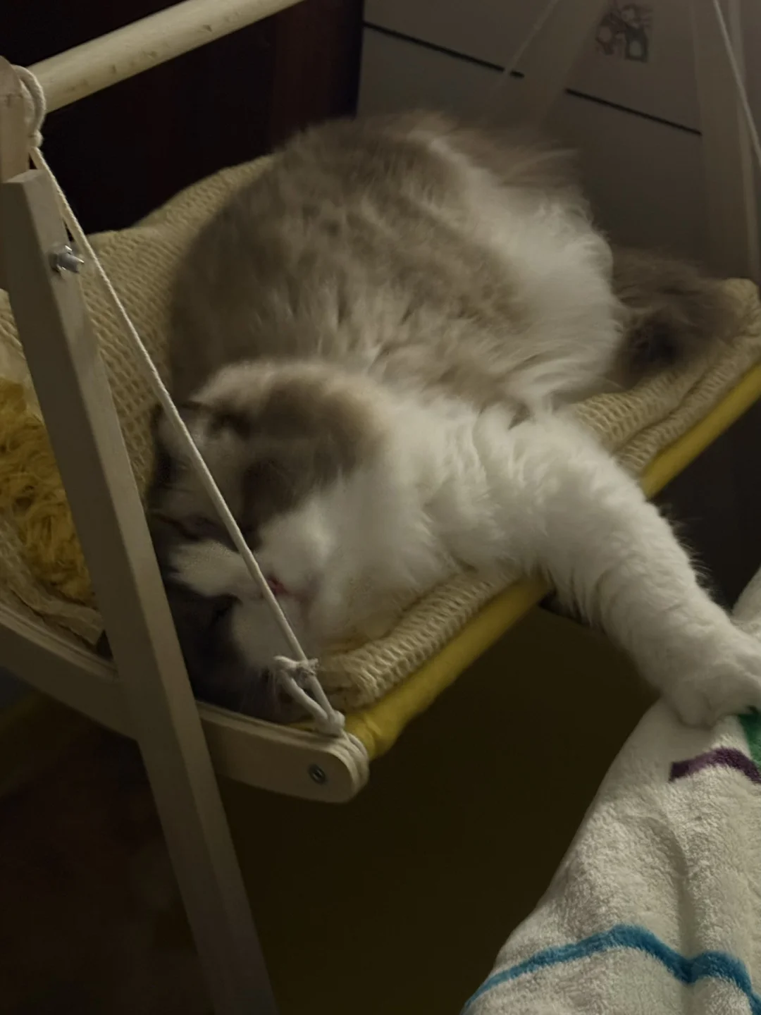 黏人的布偶猫🥰