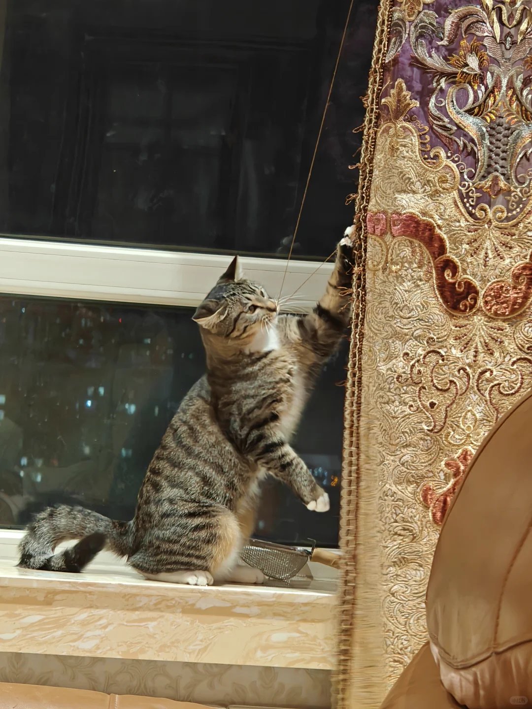 各种肉乎乎和小猪奇怪的睡姿