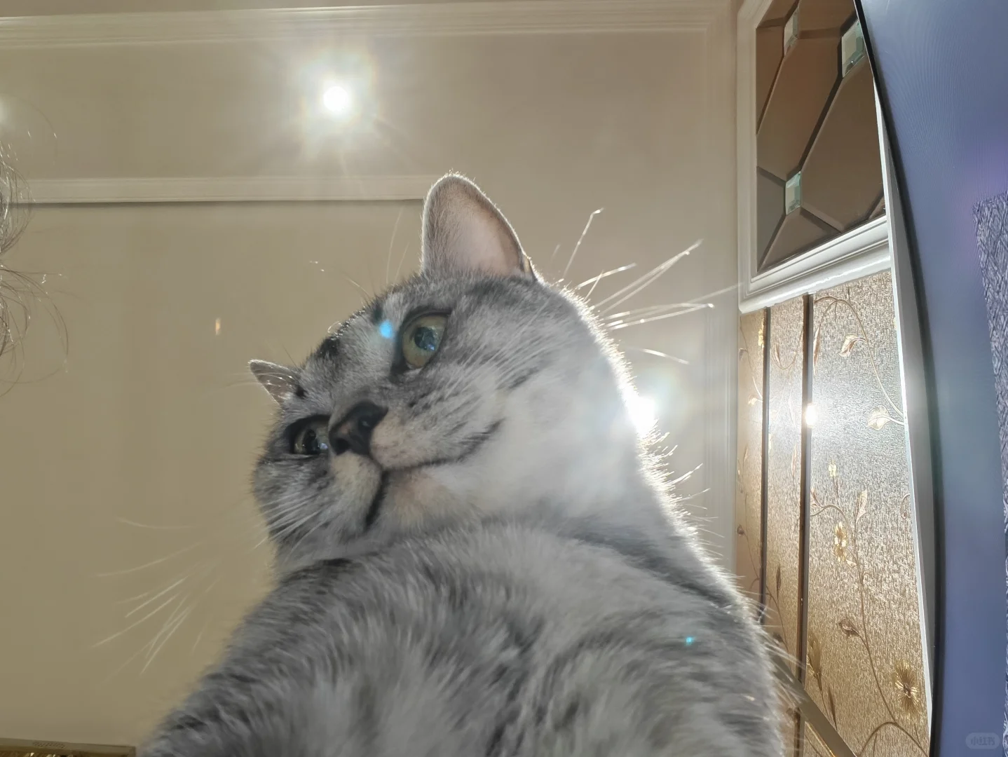 各种肉乎乎和小猪奇怪的睡姿