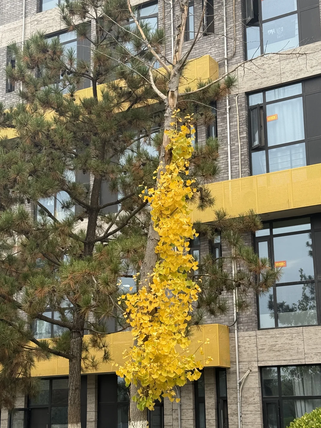 却道天凉好个秋